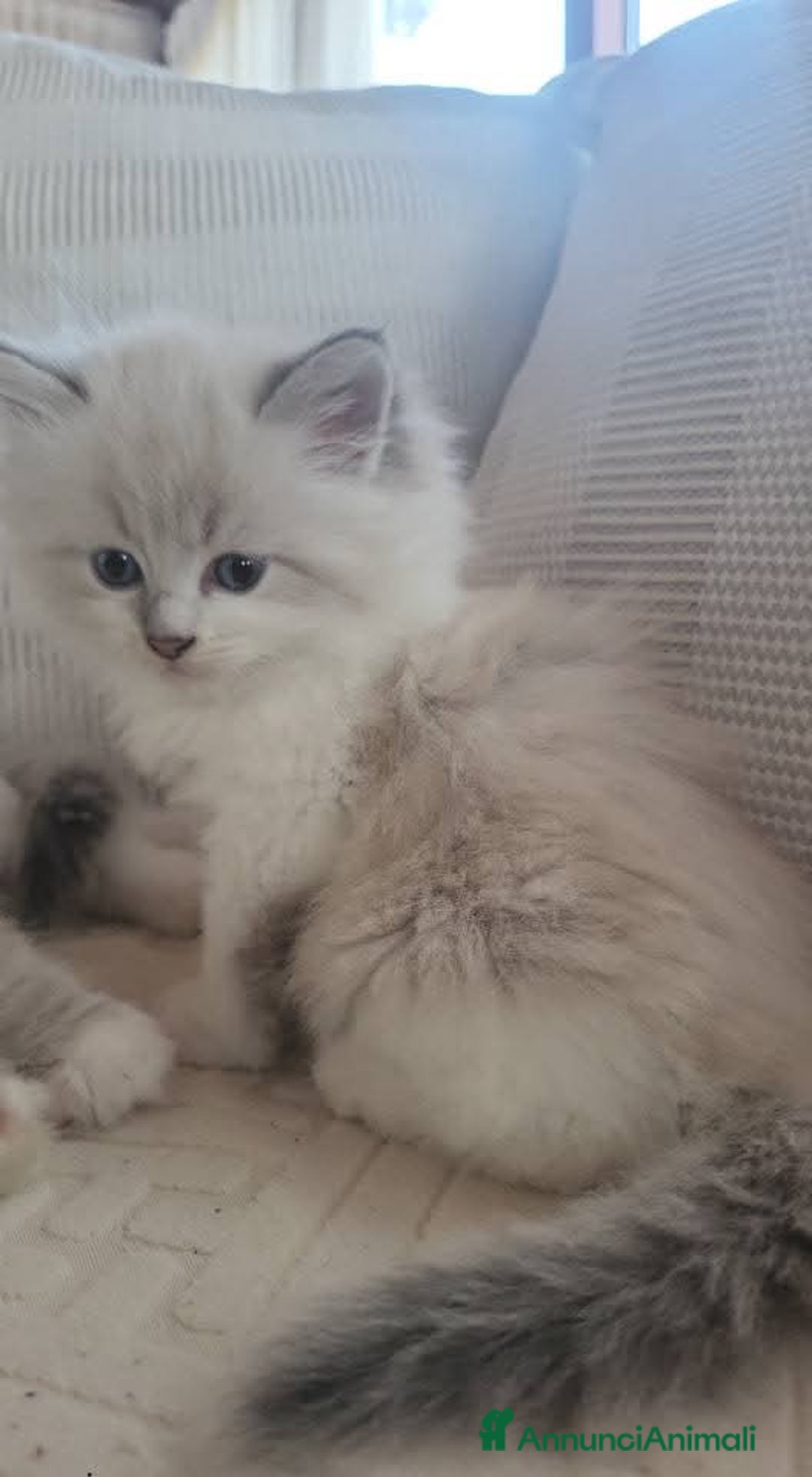Siberiano gatti in vendita: SIBERIANI GATTINI IPOALLERGENICI  a Provincia di Brescia - Immagine 19