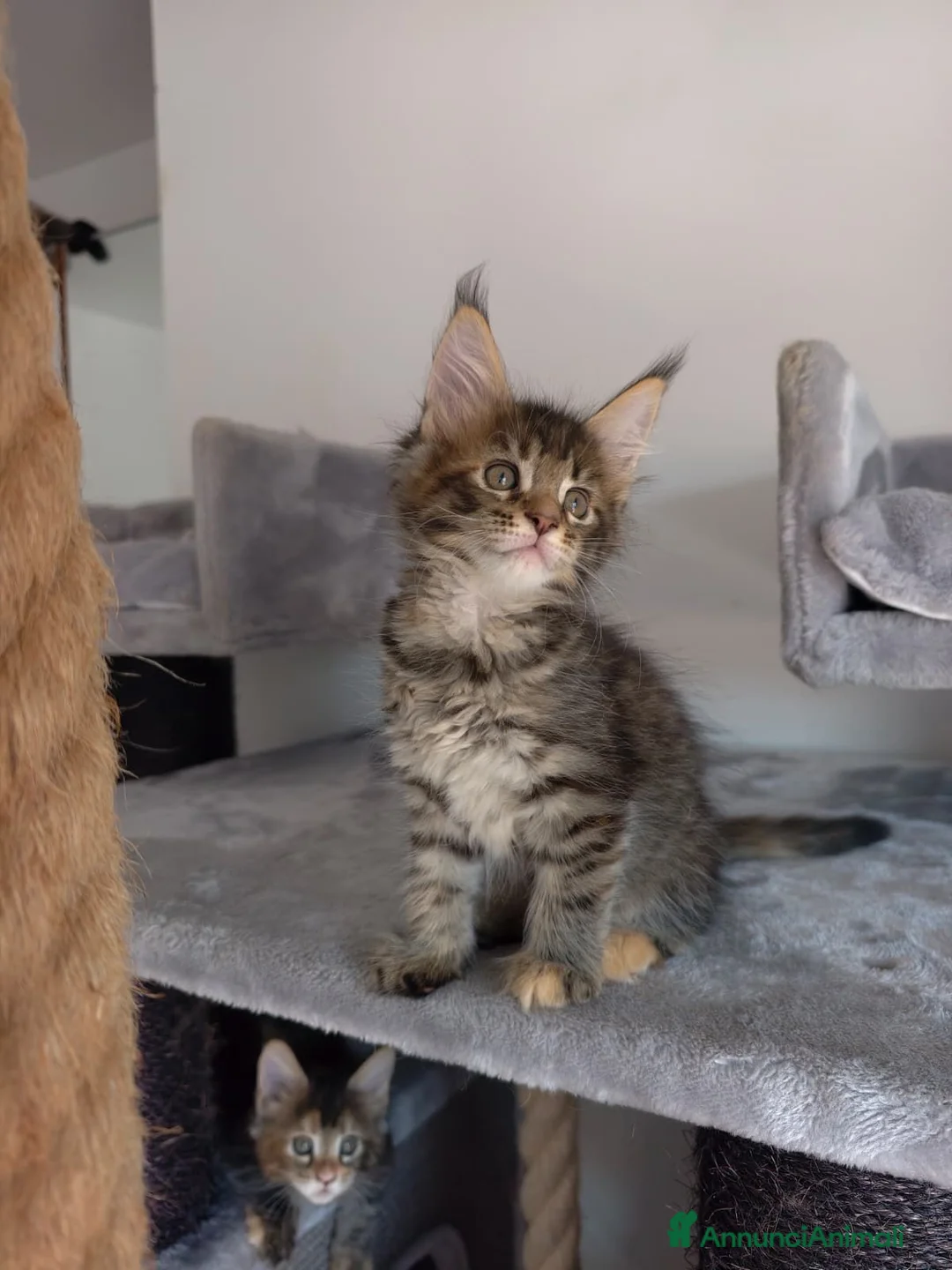 Maine Coon gatti in vendita: Bellissima cucciola Maine coon  - Annuncio 5