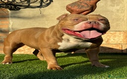 American Bully cani in vendita: Cuccioli di american Bully pocket  - Annuncio 1