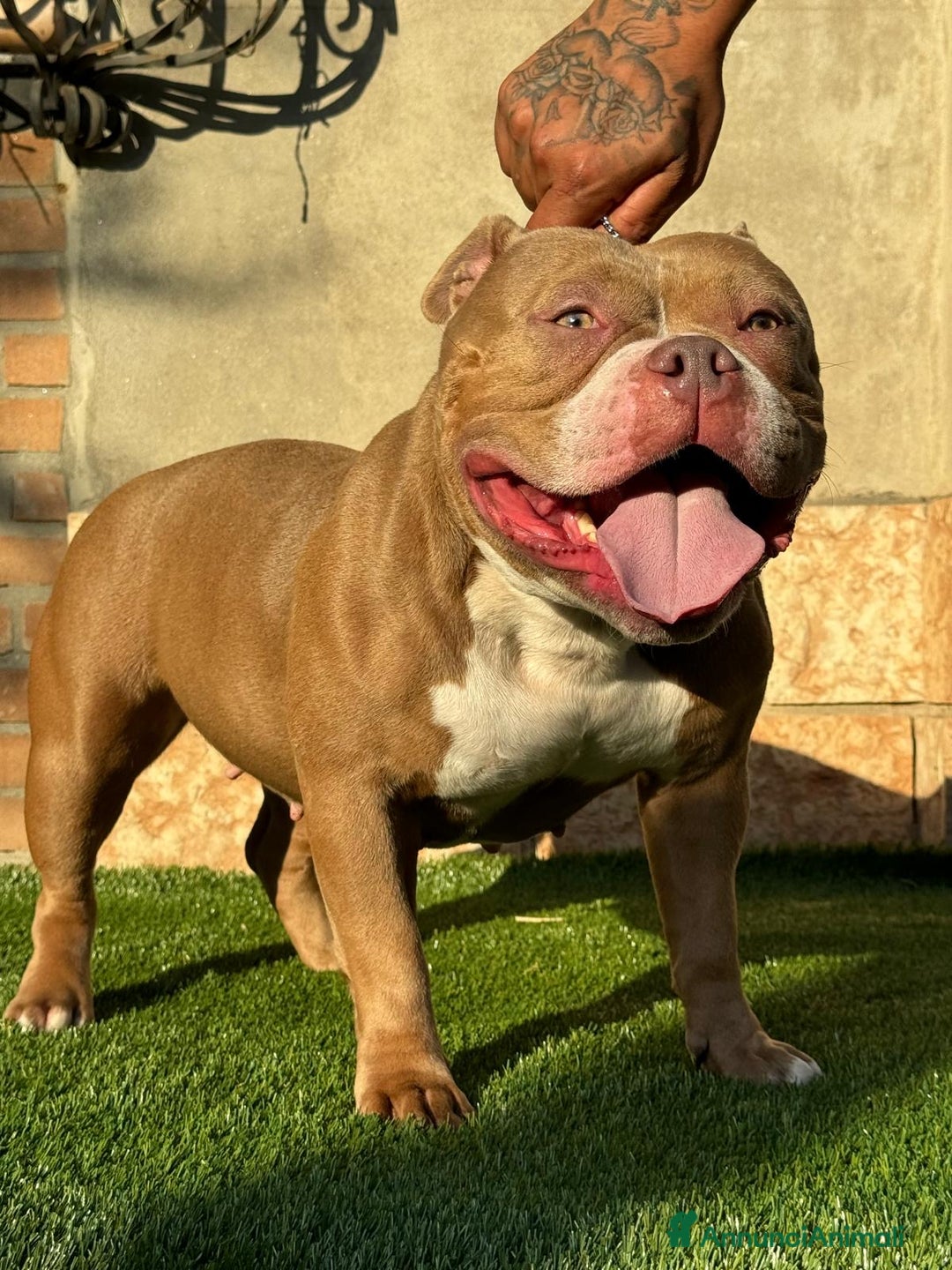 American Bully cani in vendita: Cuccioli di american Bully pocket  - Annuncio 1