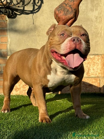 American Bully cani - Annuncio 2