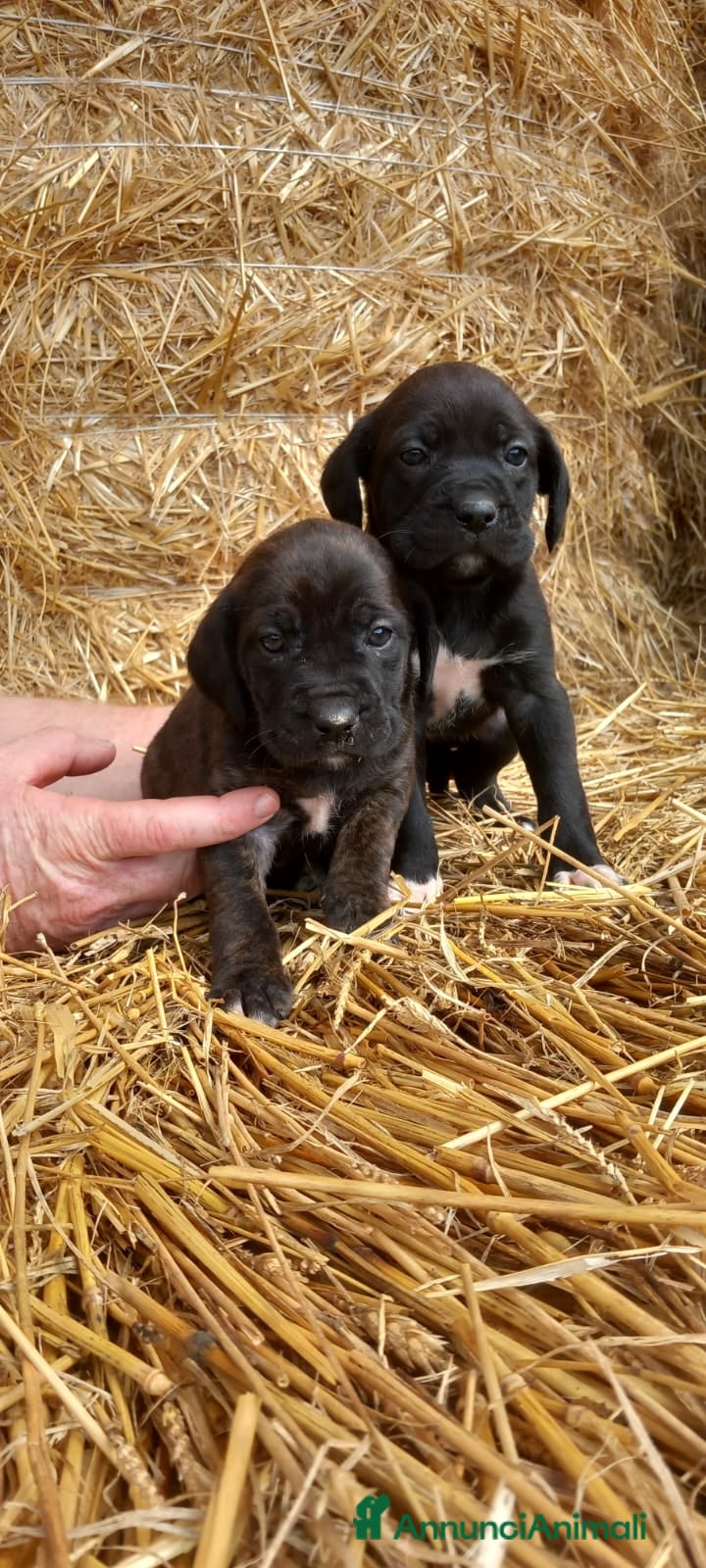 Altre razze cani Regalo cuccioli di Segugio Maremmano/Corso - Annuncio 1