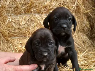 Altre razze cani Regalo cuccioli di Segugio Maremmano/Corso - Annuncio 1