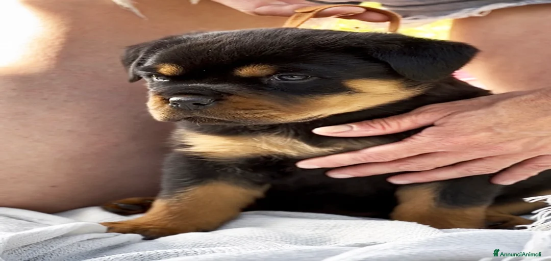 Immagine della galleria {{count}}