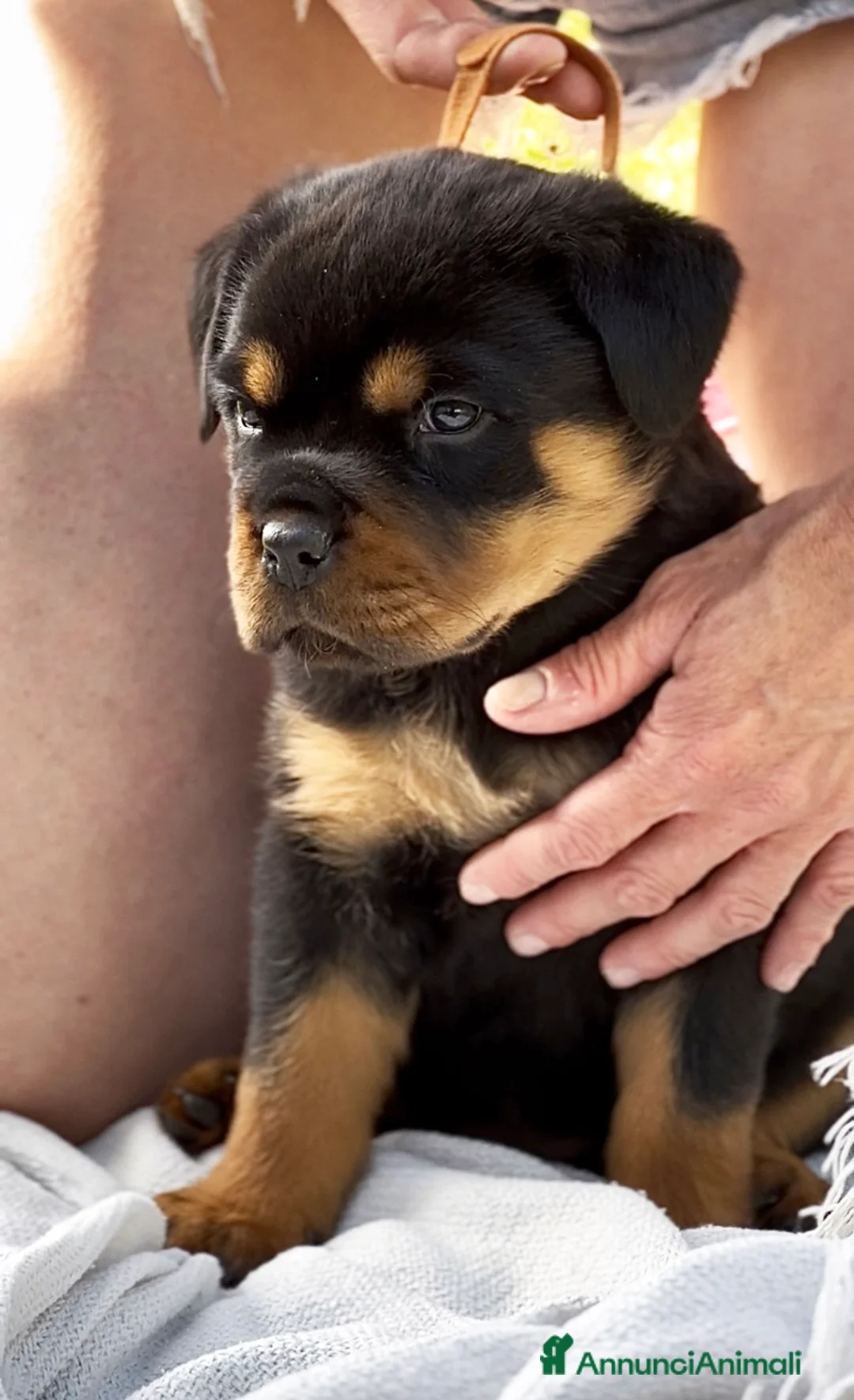 Immagine della galleria {{count}}