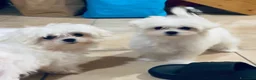 Maltese cani in vendita: Cuccioli di maltese con pedigree  a Provincia di Padova - Annuncio 6