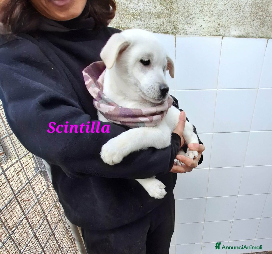 Meticcio cani in regalo: Dolcissima Scintilla 3 mesi aspetta una famiglia - Annuncio 3