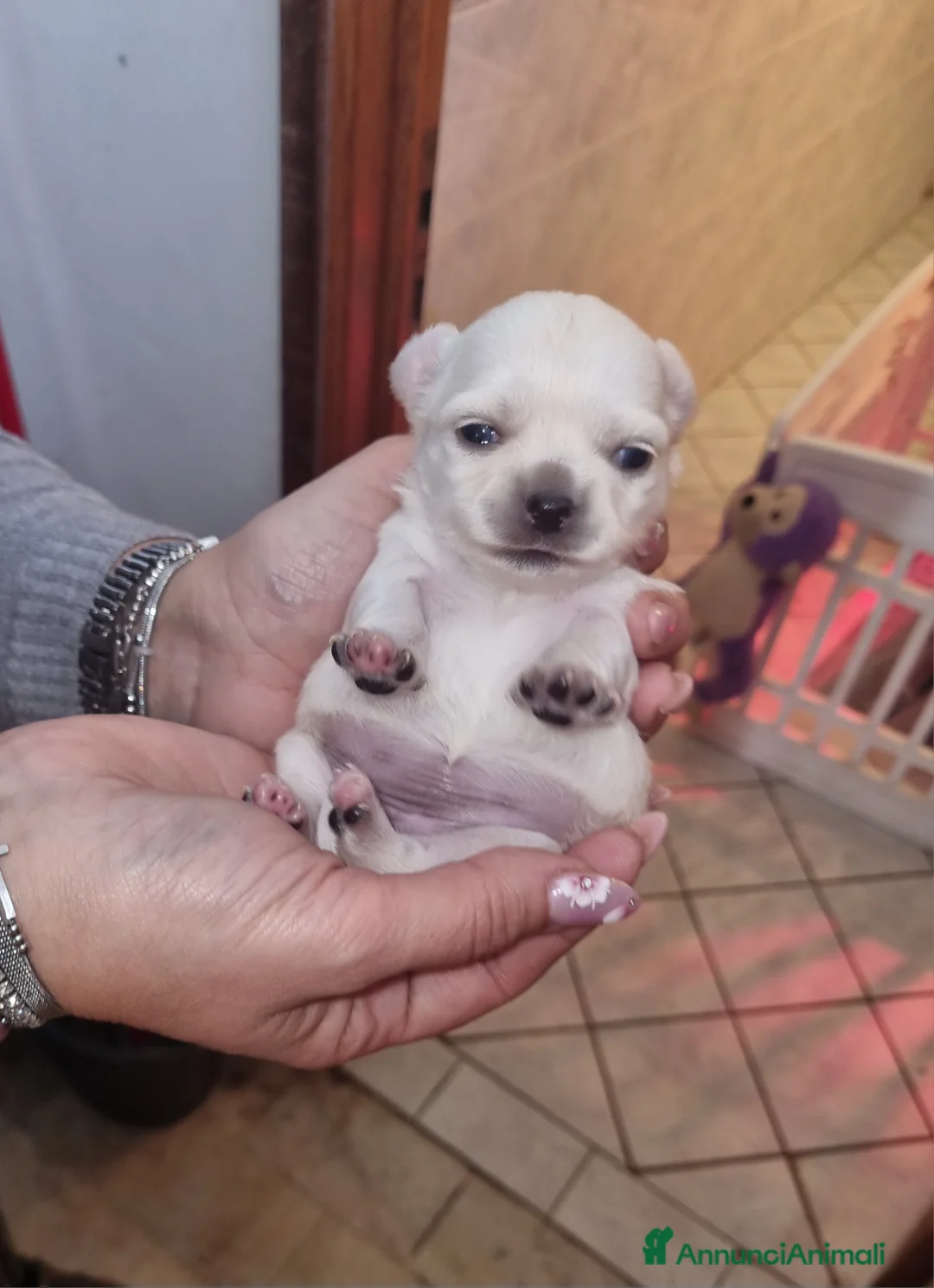 Chihuahua cani in vendita: Cuccioli di chihuahua toy  - Annuncio 1