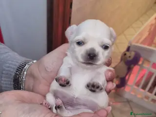 Chihuahua cani Cuccioli di chihuahua toy - Annuncio 1