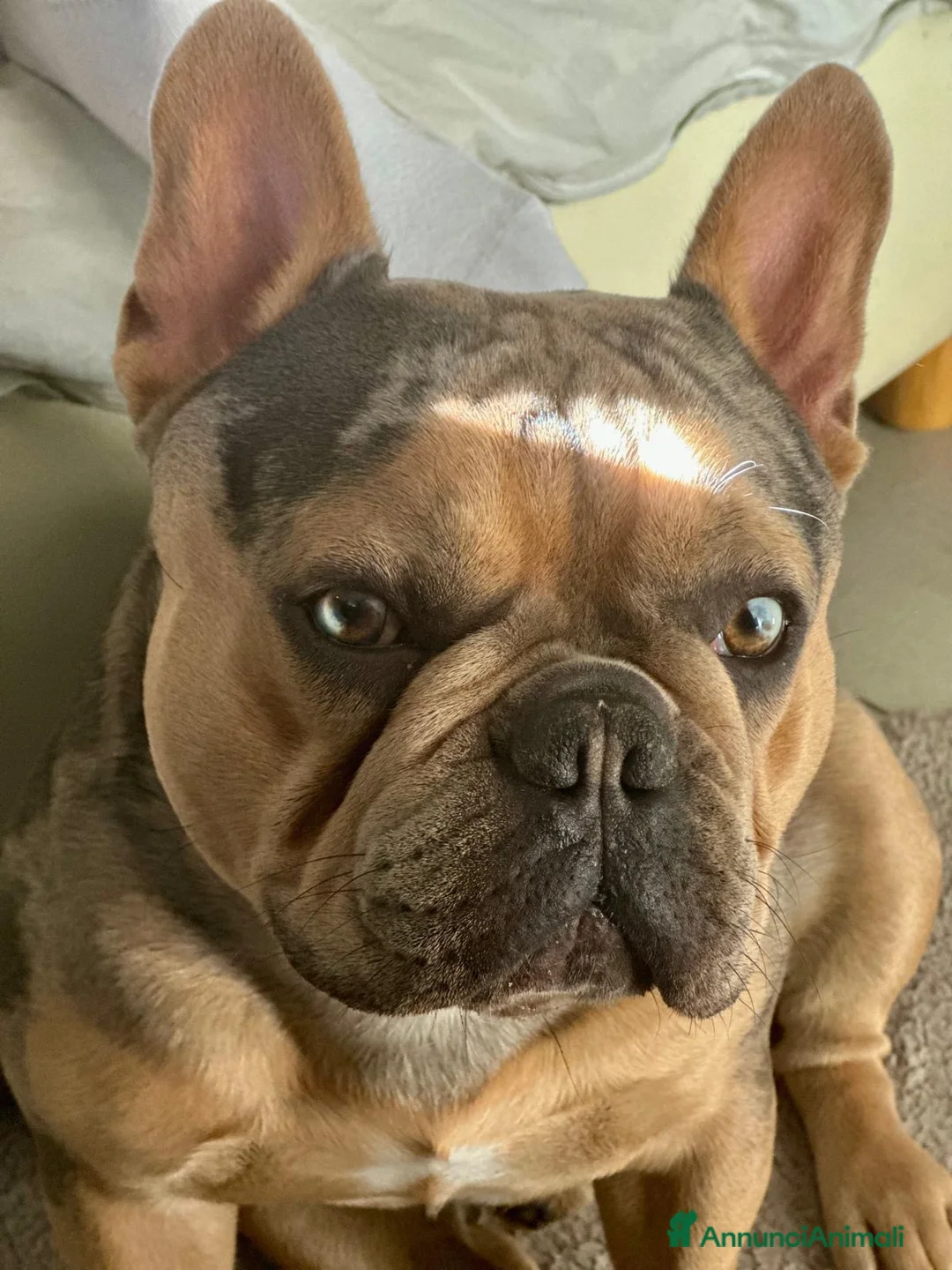 Bulldog Francese cani per accoppiamento: Bulldog francese per monta occhi azzurri a Provincia di Padova - Annuncio 1