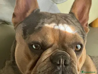 Bulldog Francese cani Bulldog francese per monta occhi azzurri - Annuncio 1