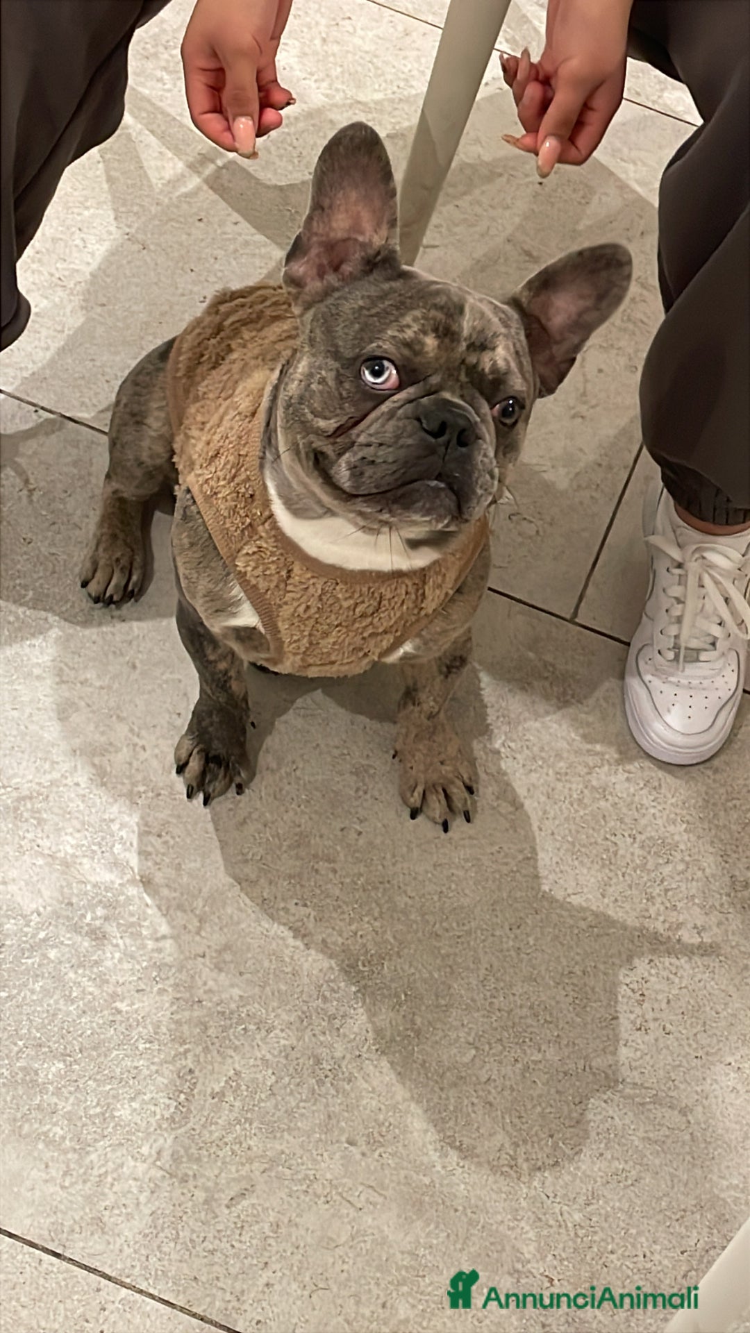 Bulldog Francese cani per accoppiamento: Bulldog Francese per accoppiamento - Annuncio 3