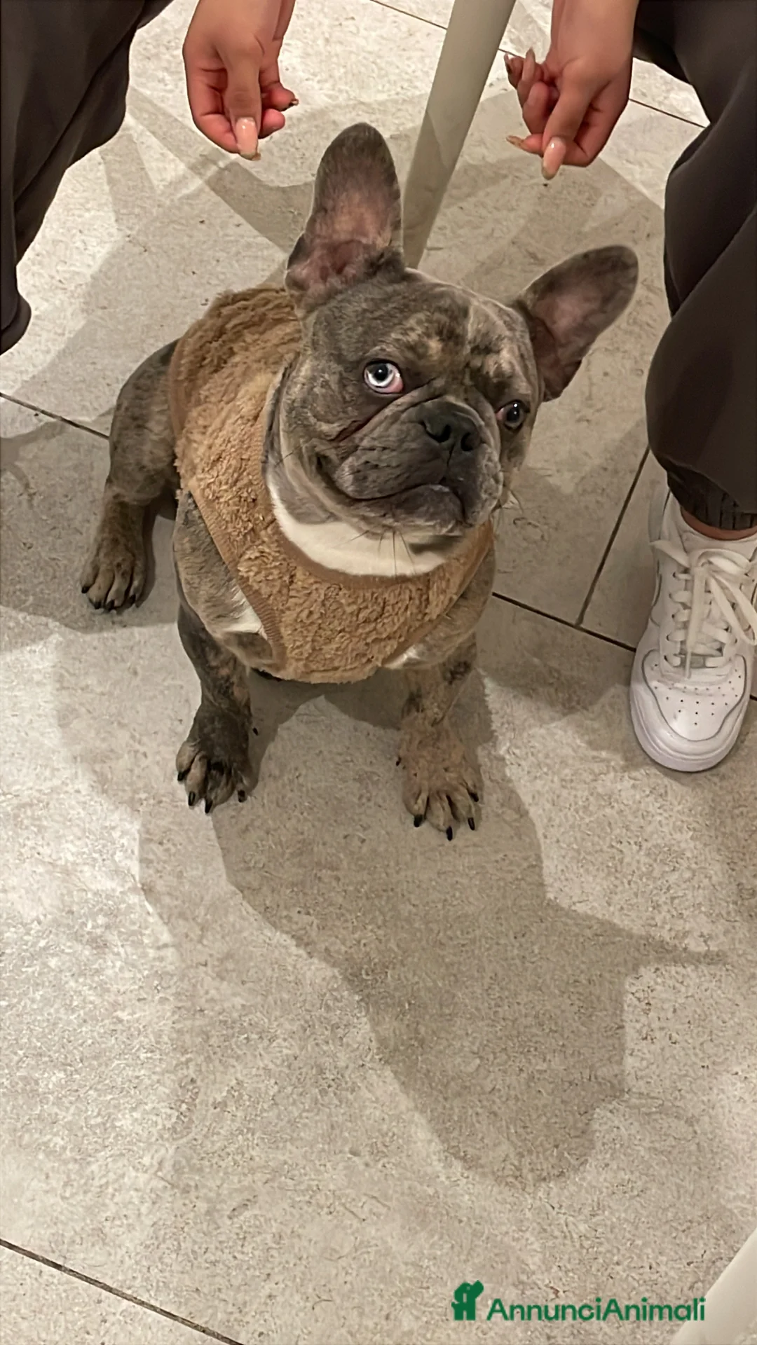 Bulldog Francese cani per accoppiamento: Bulldog Francese per accoppiamento - Annuncio 3