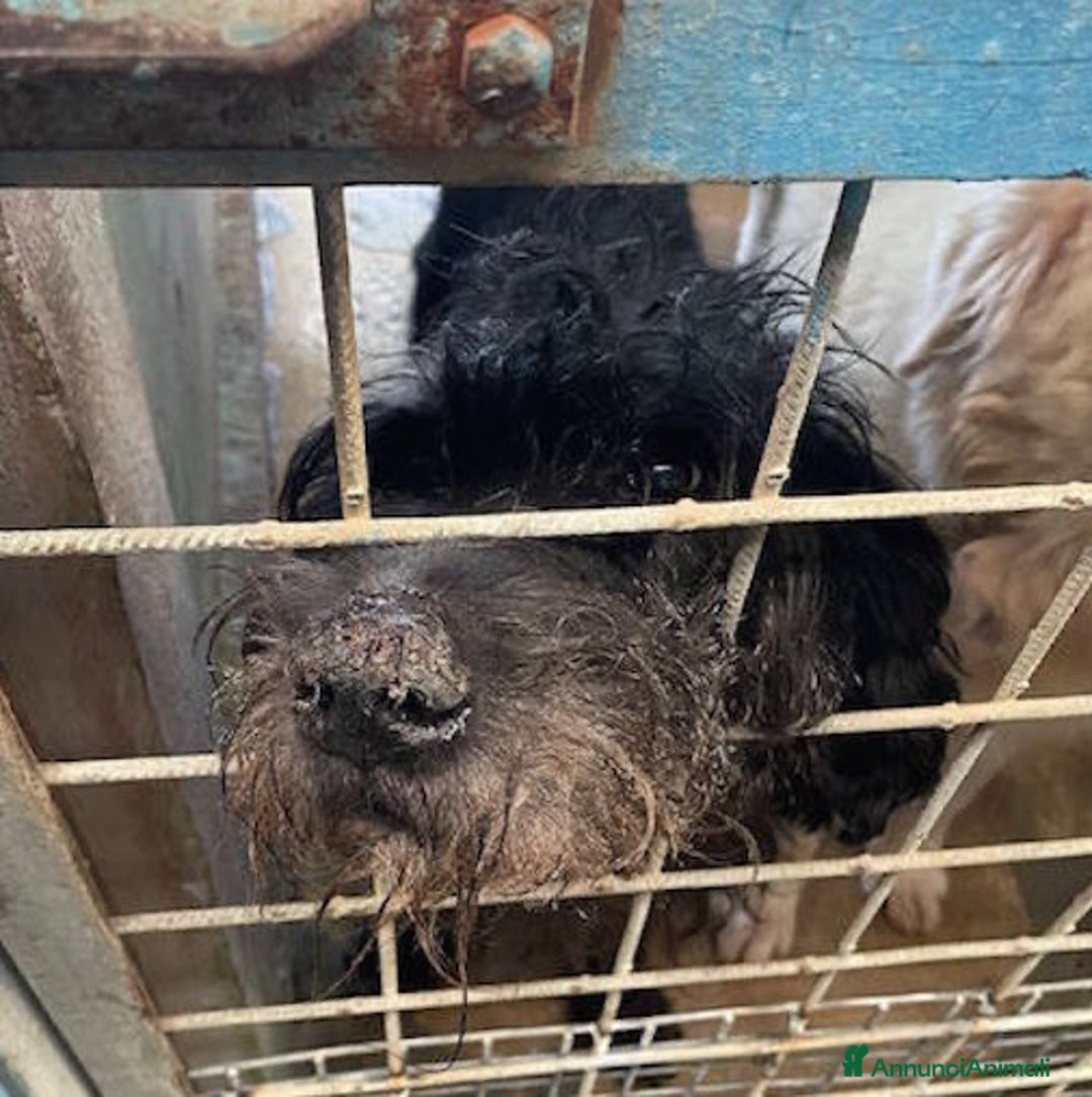 Meticcio cani in regalo: Ciclone, in canile,quando vai lì, speri sempre di  - Annuncio 5