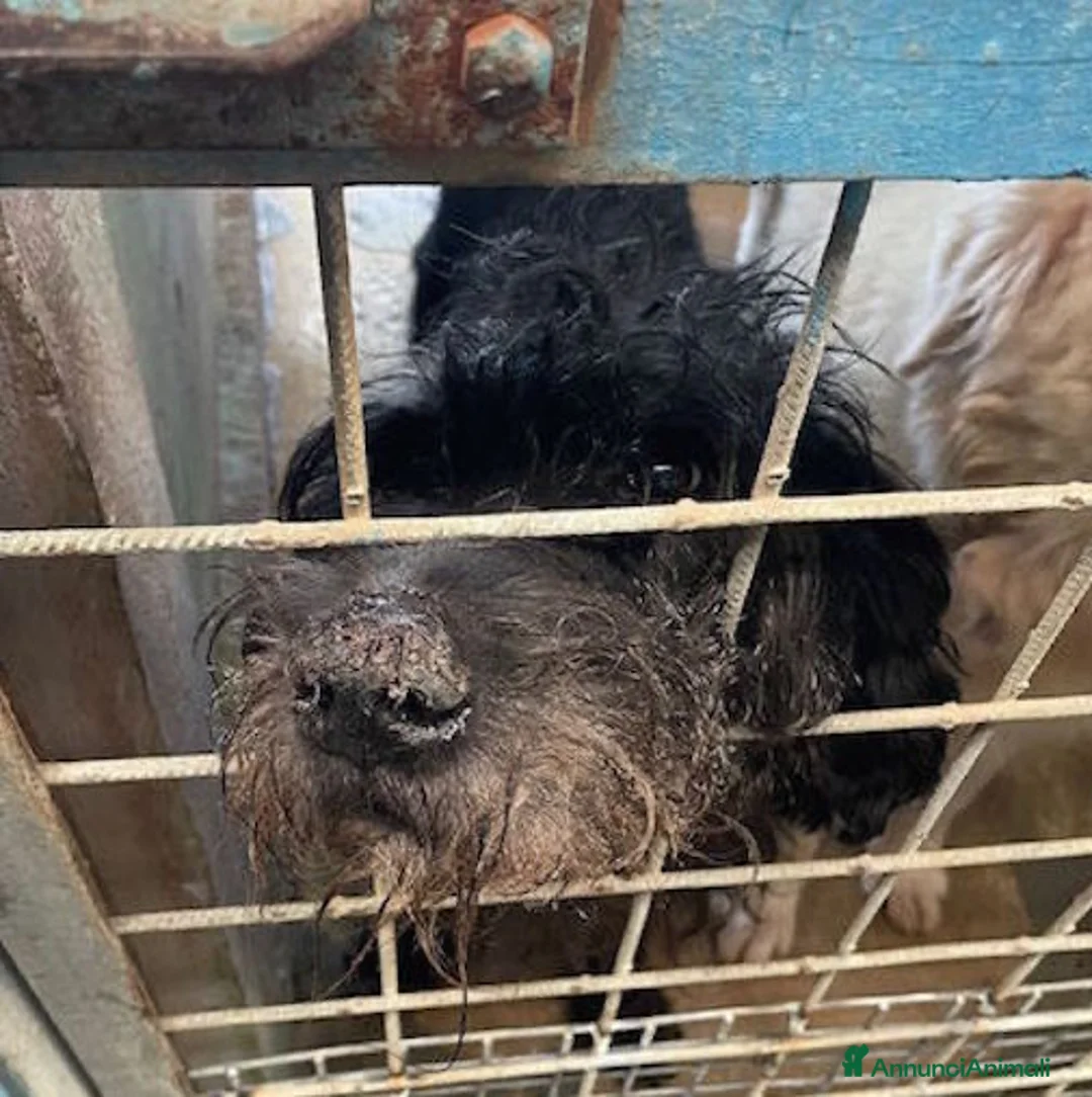 Meticcio cani in regalo: Ciclone, in canile,quando vai lì, speri sempre di  - Annuncio 5