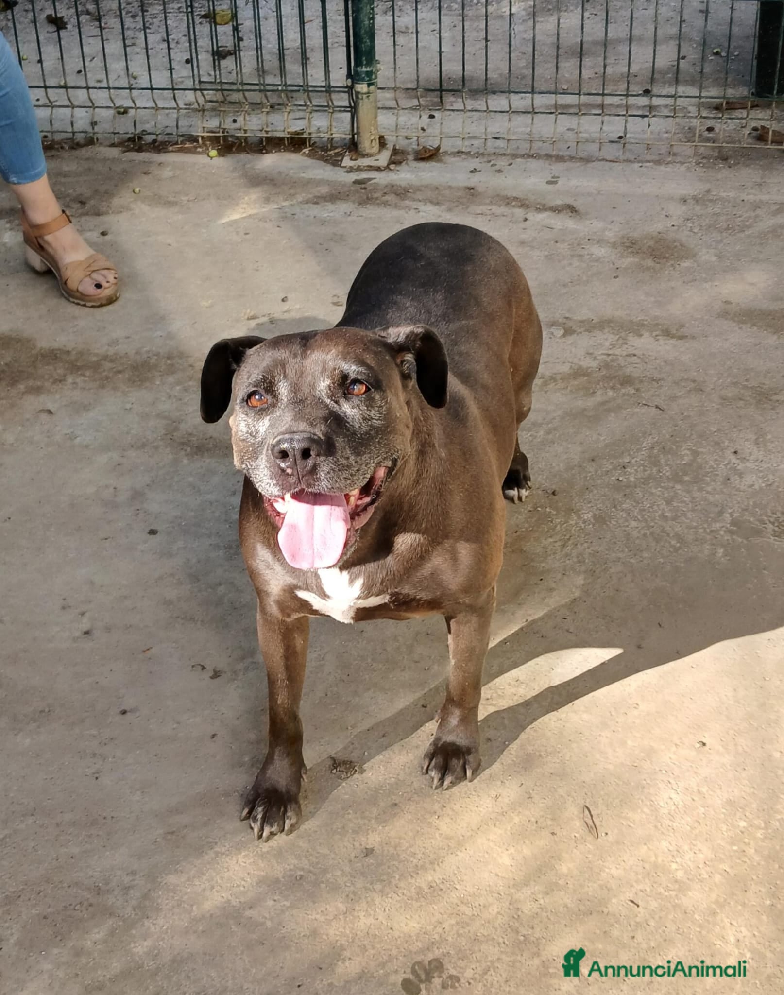 Meticcio cani Oxana - Annuncio 31
