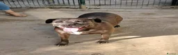 Meticcio cani in regalo: Oxana - Annuncio 1