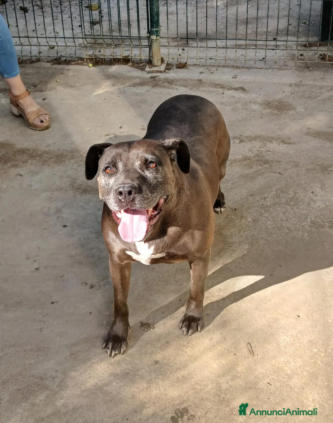 Meticcio cani in regalo: Oxana - Annuncio 1