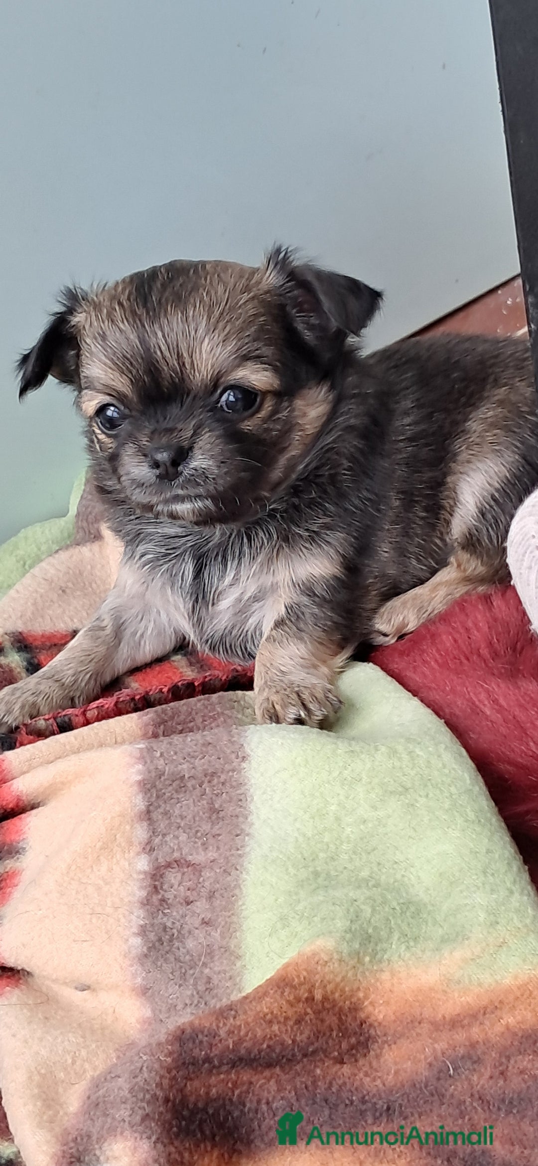 Chihuahua cani in vendita: Cuccioli chihuahua pelo lungo - Annuncio 5