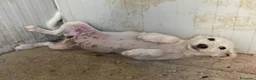 Meticcio cani in regalo: FRATELLO E SORELLA a Città metropolitana di Milano - Annuncio 11