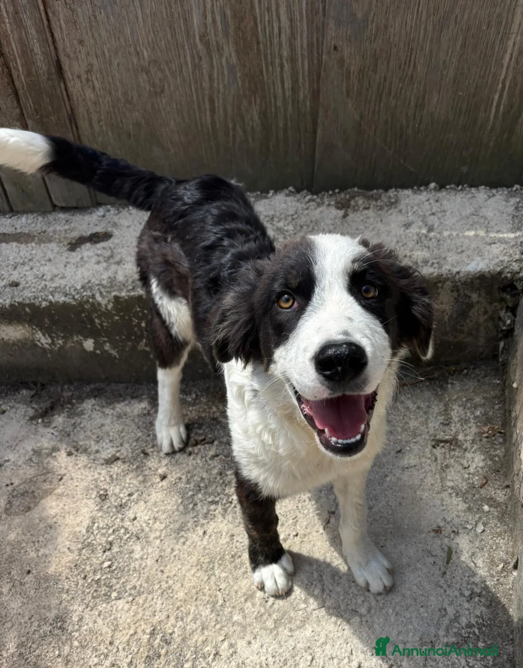 Meticcio cani in regalo: CUCCIOLI: TEMPO SCADUTO, URGENTE  a Provincia di Arezzo - Annuncio 11