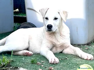 Labrador cani Cucciolo in canile - Annuncio 1