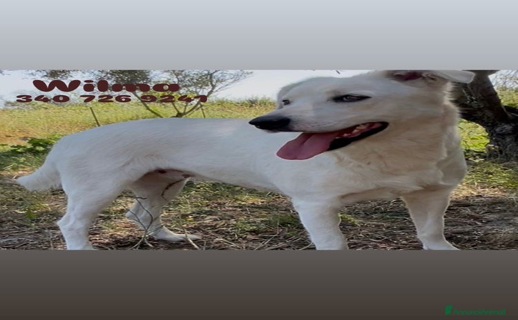 Meticcio cani a Provincia di Pisa - Annuncio 8