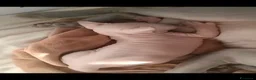 Sphynx gatti in vendita: Cuccioli di Sphynx con pedigree - Annuncio 4
