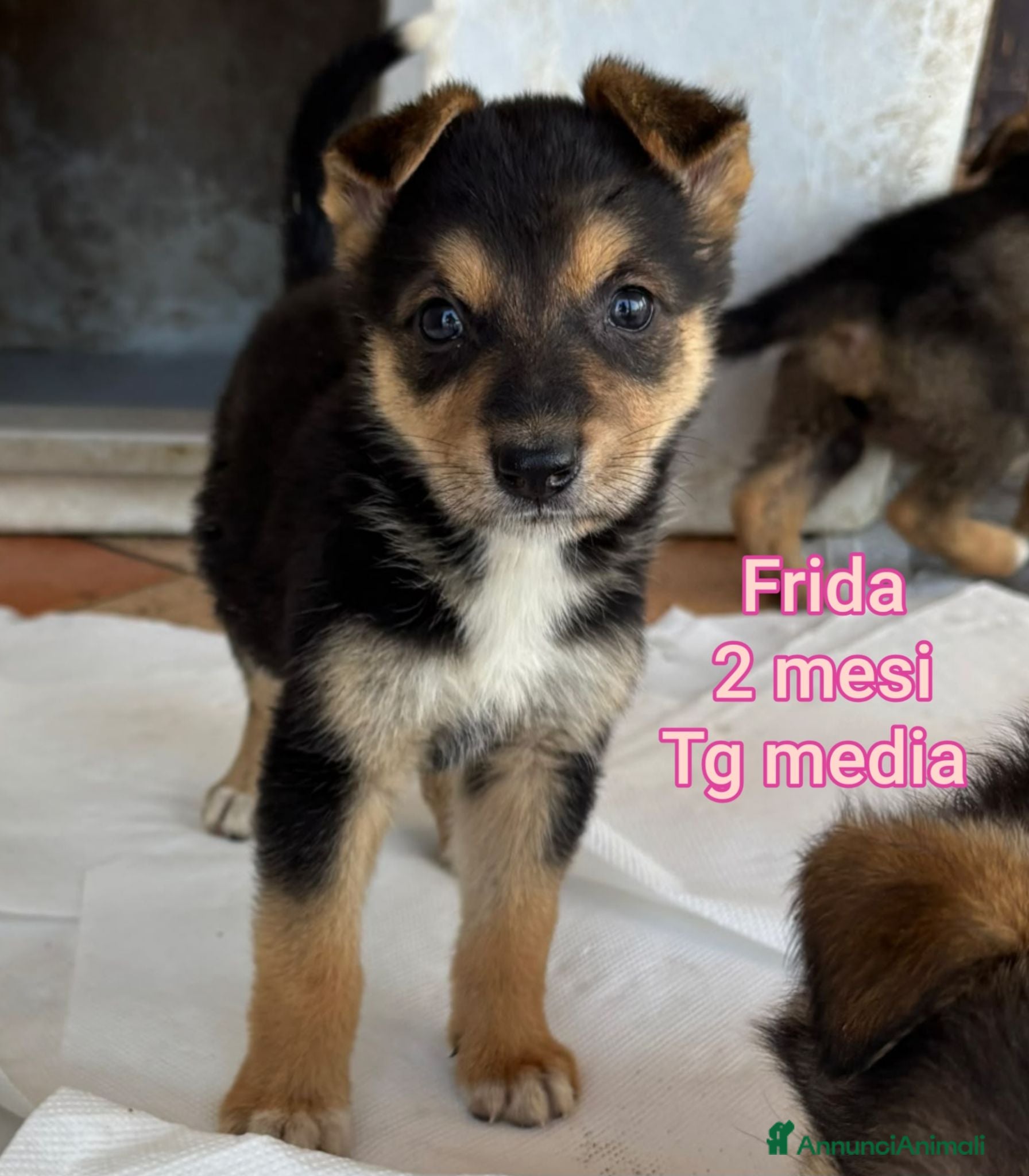 Meticcio cani Troppi cuccioli soli in rifugio  - Annuncio 32