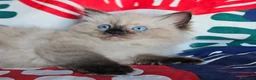 Ragdoll gatti in vendita: Meravigliosa cucciolata Ragdoll  - Annuncio 2