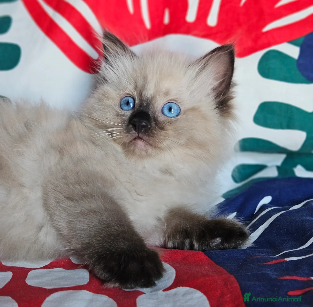 Ragdoll gatti in vendita: Meravigliosa cucciolata Ragdoll  - Annuncio 2