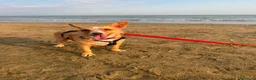 Meticcio cani in regalo: Agata dolce cagnolina taglia piccola cerca casa  - Annuncio 6