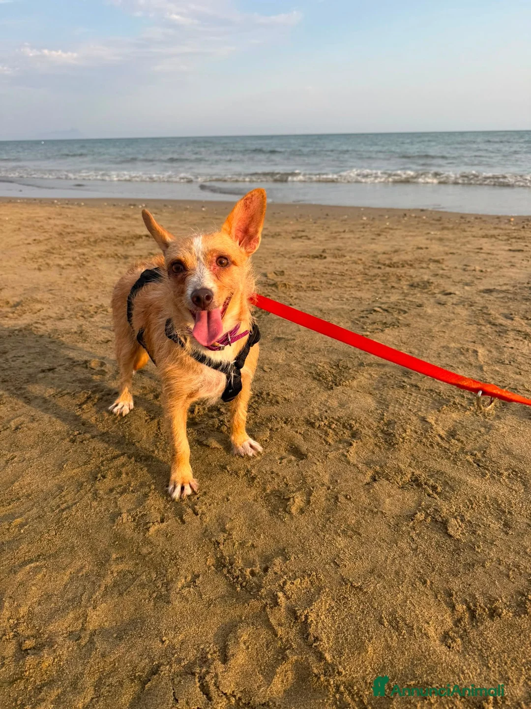 Meticcio cani in regalo: Agata dolce cagnolina taglia piccola cerca casa  - Annuncio 6