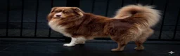 Australian Shepherd cani in vendita: Australian shepherd pastore australiano  - Annuncio 4