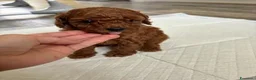 Barboncino Toy cani in vendita: Barboncini Toy di linea asiatica disponibili - Annuncio 6