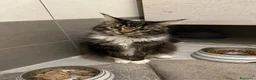 Maine Coon gatti in vendita: Cuccioli di Maine Coon - Annuncio 16