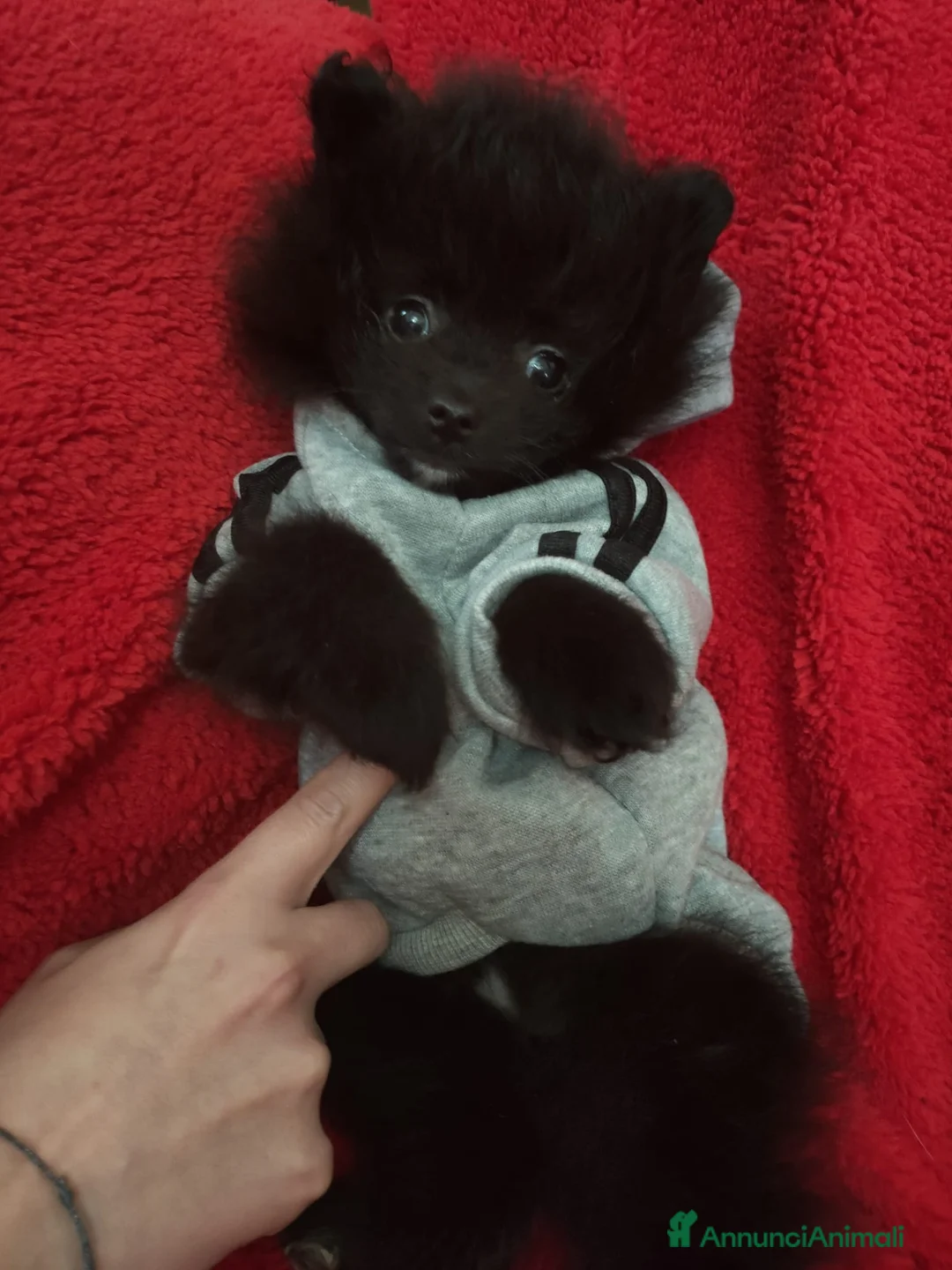 Volpino Pomerania cani in vendita: Splitz di Pomerania  - Annuncio 3