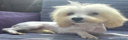 Maltipoo cani in vendita: Maltipoo - Annuncio 4