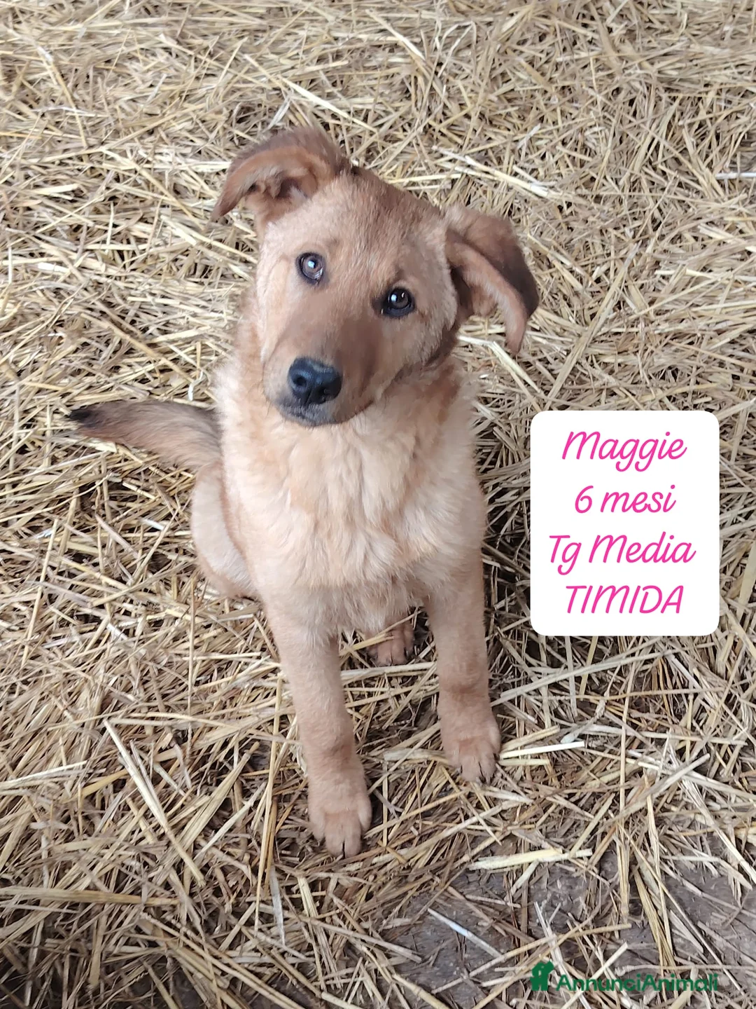Meticcio cani in regalo: Cuccioli: non hanno chiesto di nascere  a Provincia di Brescia - Annuncio 9