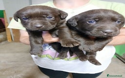 Labrador cani in vendita: Labrador chocolate  neri e miele  a Province of Verona - Immagine 3