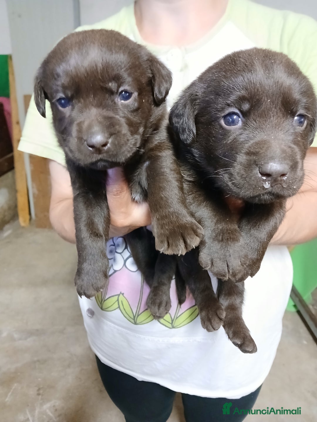 Labrador cani in vendita: Labrador chocolate  neri e miele  a Province of Verona - Immagine 3