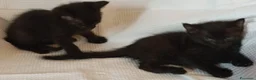 Meticcio gatti in vendita: Gattini portafortuna a Provincia di Chieti - Annuncio 2