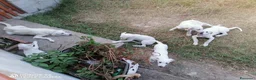 Pastore Abbruzzese Maremmano cani in regalo: regalo cucciolo di maremmano  a Provincia di Nuoro - Annuncio 6