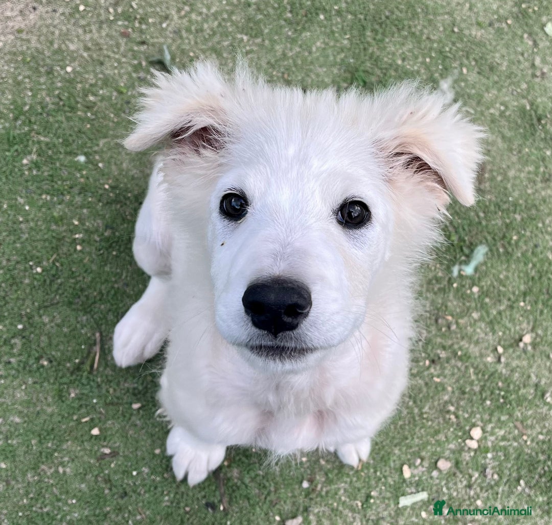 Pastore Maremmano cani in regalo: Vigorsol aspetta una famiglia - Annuncio 5