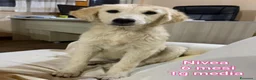Meticcio cani in regalo: CUCCIOLI, URGENTE: TEMPO SCADUTO  - Annuncio 9