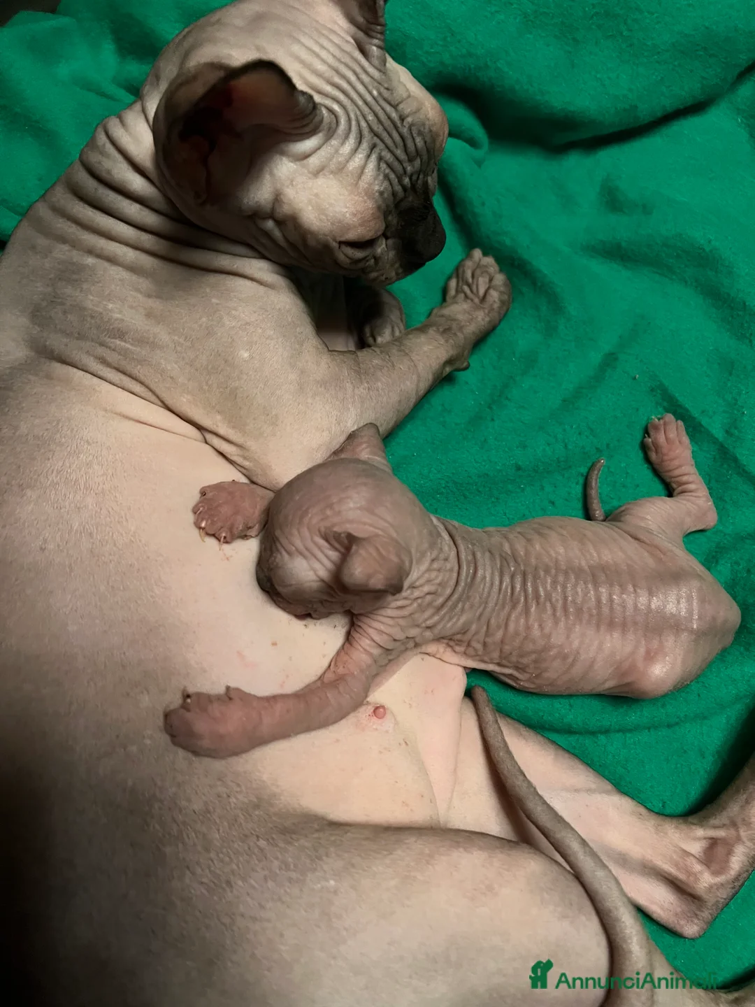 Sphynx gatti in vendita: Sphynx  - Annuncio 7