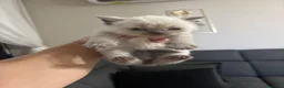 British gatti in vendita: Bellissimi gattini cercano una mamma e un papà a Provincia di Foggia - Annuncio 6