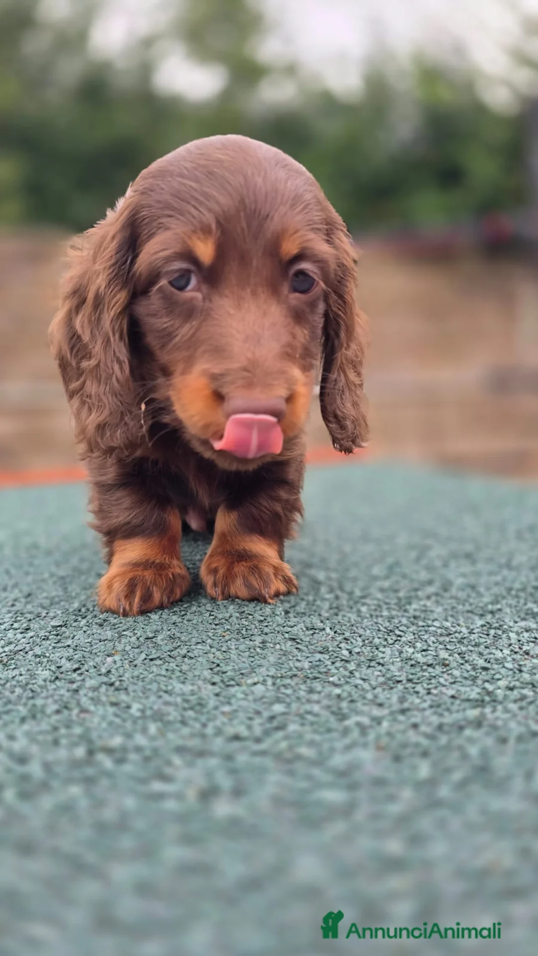 Bassotto cani in vendita: Bassotto pelo lungo - Annuncio 8