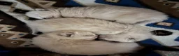 Siamese gatti in vendita: Siamesini - Annuncio 1