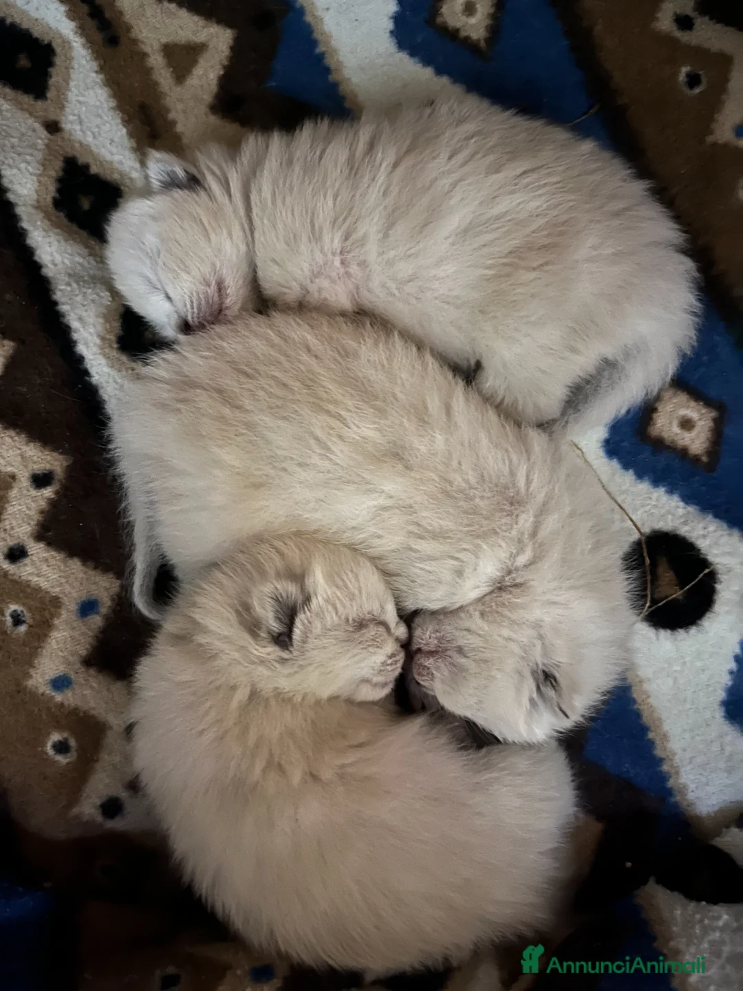Siamese gatti in vendita: Siamesini - Annuncio 1
